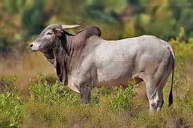 amrit mahal cow