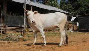 halikar cows