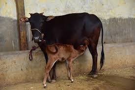 malnad gidda cow