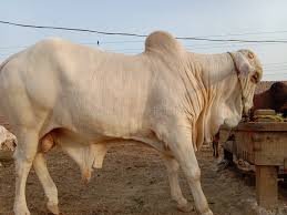 sahiwala cow