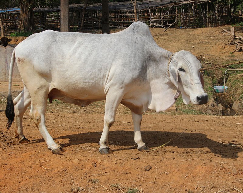 tharparkar cows